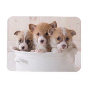 Cutest Baby Animals Cute Corgi Puppies in a Pot Magnet