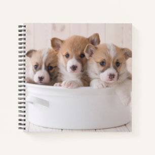 Cutest Baby Animals   Cute Corgi Puppies in a Pot Notebook