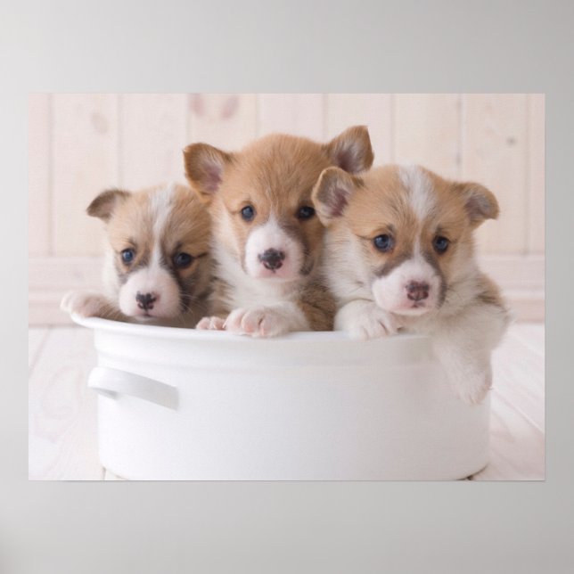 Cutest Baby Animals | Cute Corgi Puppies in a Pot Poster (Front)
