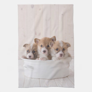 Cutest Baby Animals Cute Corgi Puppies in a Pot Tea Towel
