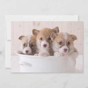 Cutest Baby Animals   Cute Corgi Puppies in a Pot Thank You Card