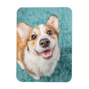 Cutest Baby Animals Cute Corgi Puppy Smile Magnet
