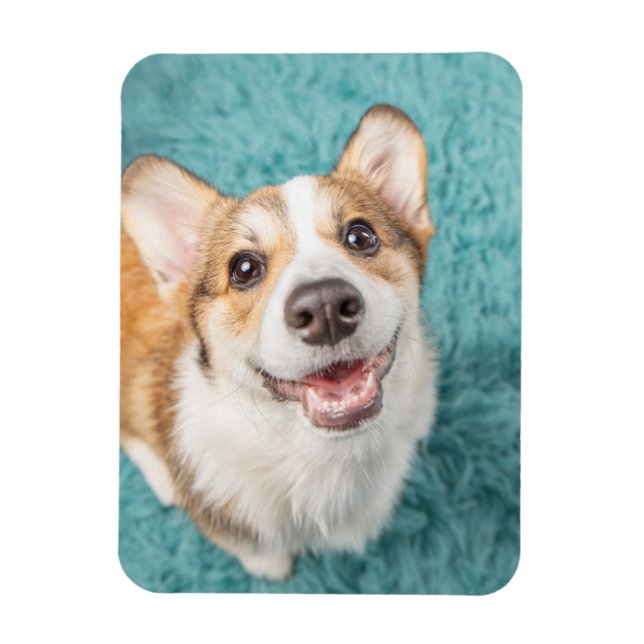 Cutest Baby Animals | Cute Corgi Puppy Smile Magnet (Vertical)