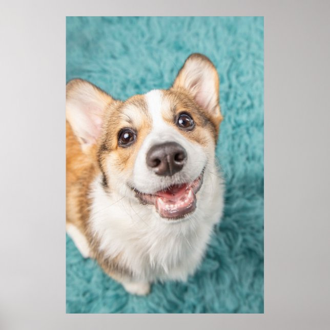 Cutest Baby Animals | Cute Corgi Puppy Smile Poster (Front)