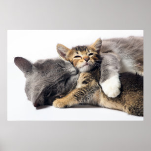 Cutest Baby Animals   Cute Kitten Hug Poster