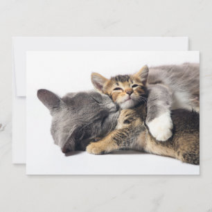 Cutest Baby Animals   Cute Kitten Hug Thank You Card
