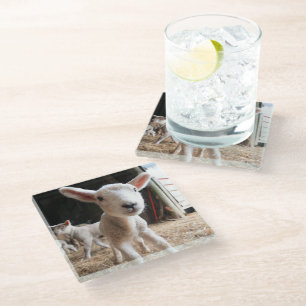 Cutest Baby Animals Cute Lamb in a Farm Glass Coaster