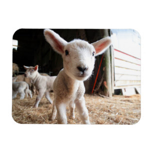 Cutest Baby Animals   Cute Lamb in a Farm Magnet
