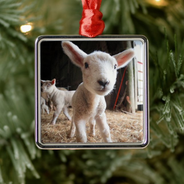 Cutest Baby Animals | Cute Lamb in a Farm Metal Ornament (Tree)