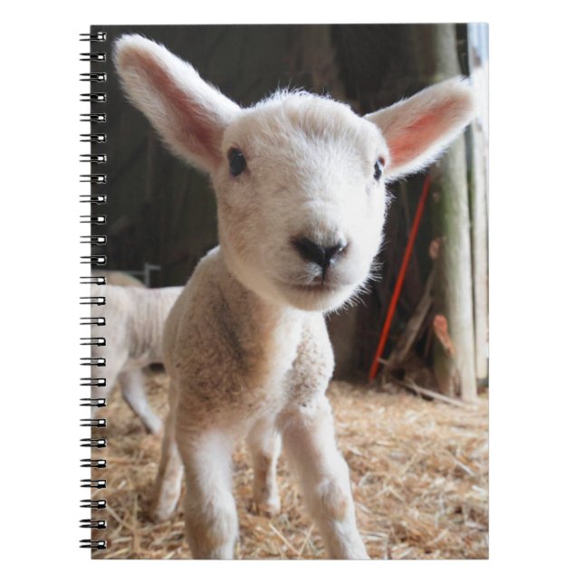 Cutest Baby Animals | Cute Lamb in a Farm Notebook (Front)