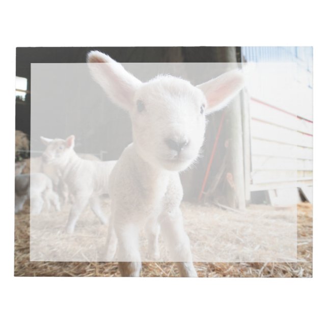 Cutest Baby Animals | Cute Lamb in a Farm Notepad (Front)