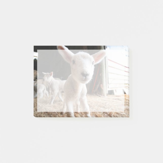 Cutest Baby Animals | Cute Lamb in a Farm Post-it Notes (Front)