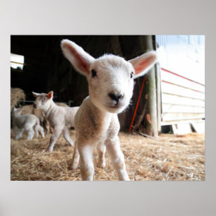 Cutest Baby Animals Cute Lamb in a Farm Poster