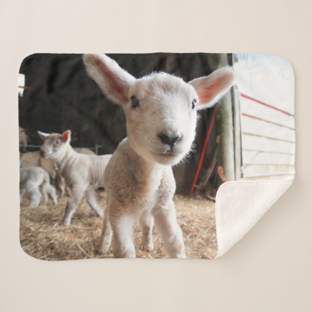 Cutest Baby Animals | Cute Lamb in a Farm Sherpa Blanket (Front (Horizontal))