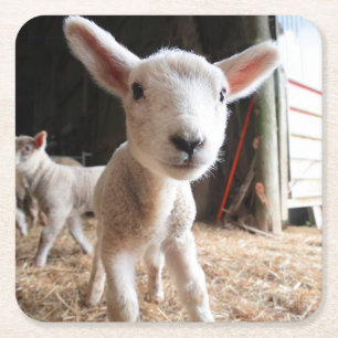 Cutest Baby Animals Cute Lamb in a Farm Square Paper Coaster