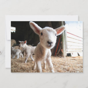 Cutest Baby Animals   Cute Lamb in a Farm Thank You Card