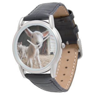 Cutest Baby Animals Cute Lamb in a Farm Watch