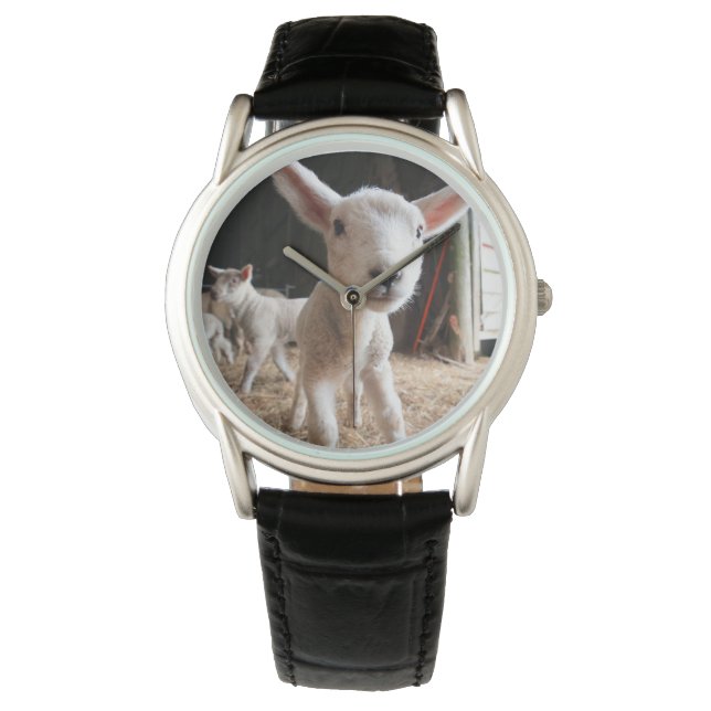 Cutest Baby Animals | Cute Lamb in a Farm Watch (Front)