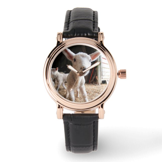 Cutest Baby Animals | Cute Lamb in a Farm Watch (Front)