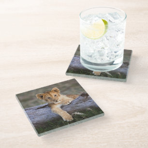 Cutest Baby Animals   Cute Lion Cub Glass Coaster