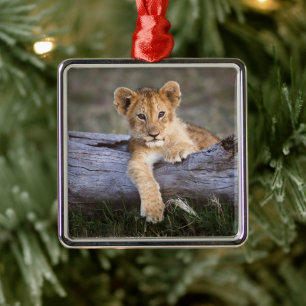 Cutest Baby Animals Cute Lion Cub Metal Ornament