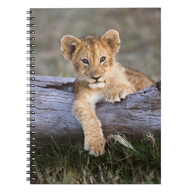 Cutest Baby Animals | Cute Lion Cub Notebook (Front)