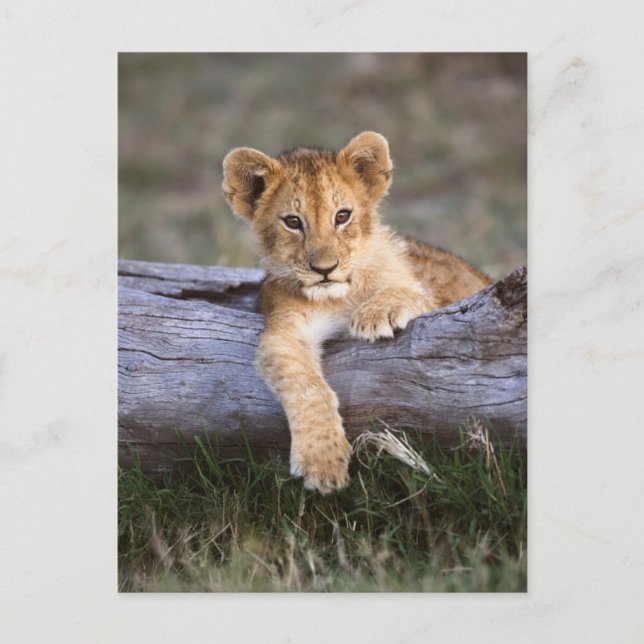 Cutest Baby Animals | Cute Lion Cub Postcard (Front)