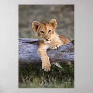Cutest Baby Animals Cute Lion Cub Poster