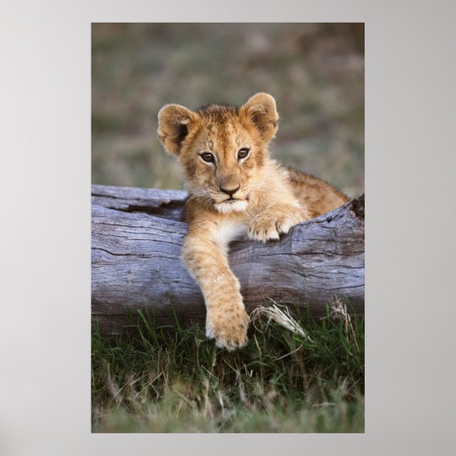 Cutest Baby Animals | Cute Lion Cub Poster (Front)