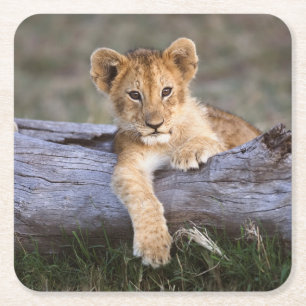 Cutest Baby Animals   Cute Lion Cub Square Paper Coaster