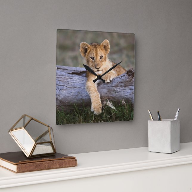Cutest Baby Animals | Cute Lion Cub Square Wall Clock (Office)
