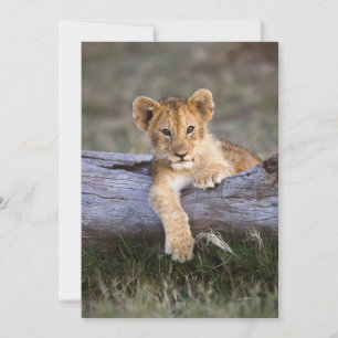 Cutest Baby Animals   Cute Lion Cub Thank You Card