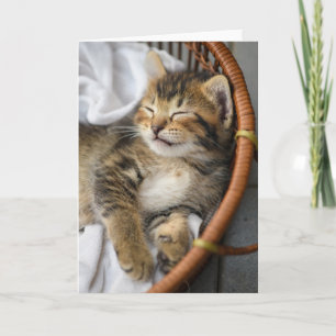 Cutest Baby Animals   Cute Tabby Cat Sleeping Card
