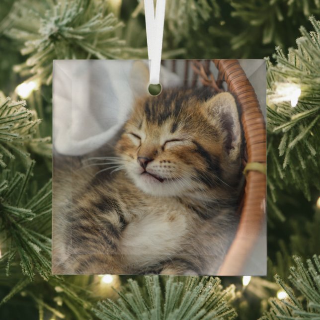 Cutest Baby Animals | Cute Tabby Cat Sleeping Glass Tree Decoration (Insitu)