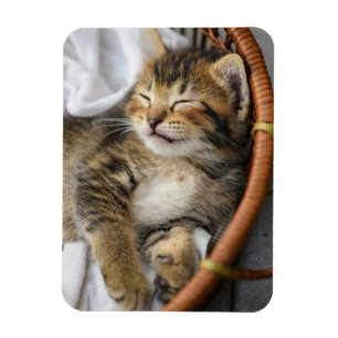 Cutest Baby Animals   Cute Tabby Cat Sleeping Magnet