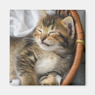 Cutest Baby Animals Cute Tabby Cat Sleeping Magnet