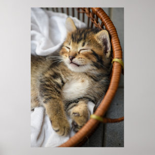 Cutest Baby Animals Cute Tabby Cat Sleeping Poster