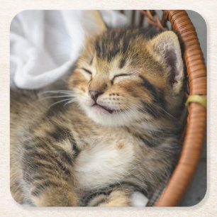 Cutest Baby Animals Cute Tabby Cat Sleeping Square Paper Coaster