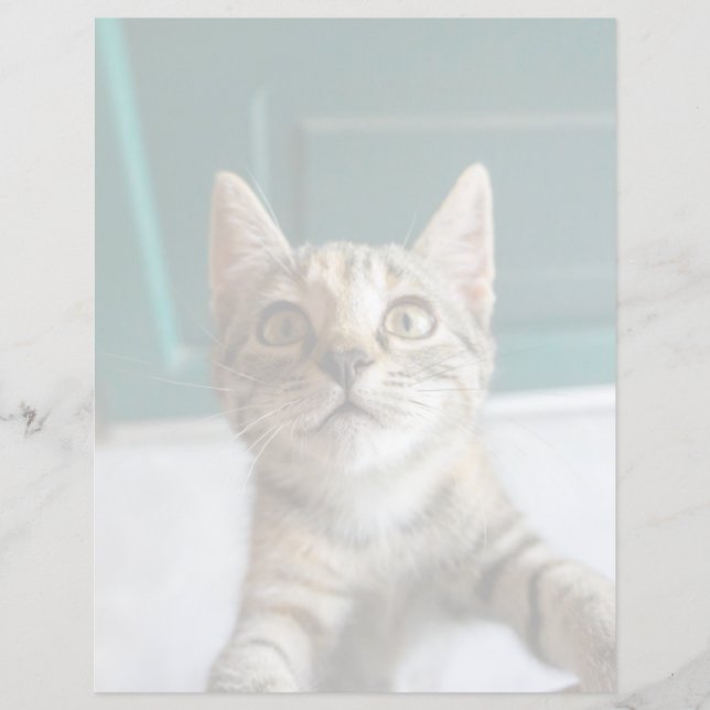 Cutest Baby Animals | Cute Tabby Kitten (Front)