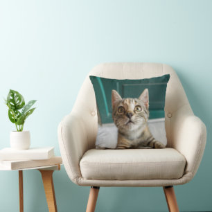 Cutest Baby Animals Cute Tabby Kitten Cushion