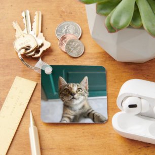 Cutest Baby Animals   Cute Tabby Kitten Key Ring