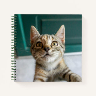 Cutest Baby Animals Cute Tabby Kitten Notebook