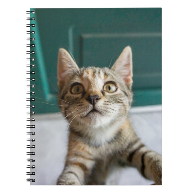 Cutest Baby Animals | Cute Tabby Kitten Notebook (Front)