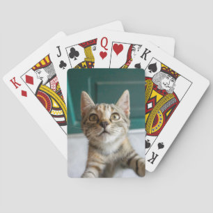 Cutest Baby Animals Cute Tabby Kitten Playing Cards
