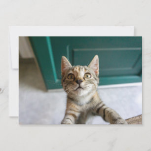 Cutest Baby Animals   Cute Tabby Kitten Thank You Card
