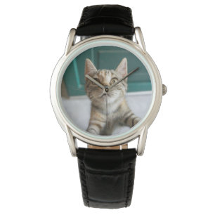 Cutest Baby Animals   Cute Tabby Kitten Watch