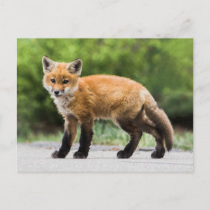 Cutest Baby Animals   Cutey Fox Postcard
