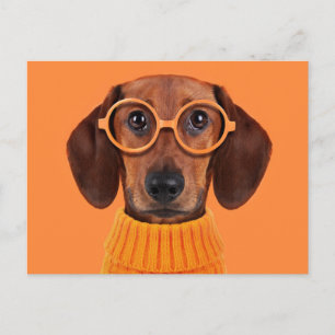 Cutest Baby Animals   Dachshund Orange Sweater Postcard