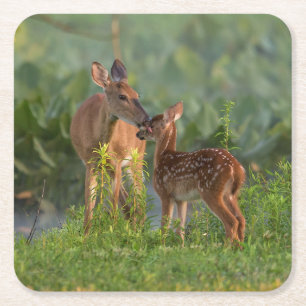 Cutest Baby Animals   Deer and Baby Square Paper Coaster