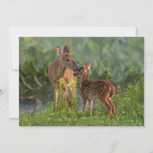 Cutest Baby Animals | Deer and Baby Thank You Card (Front)